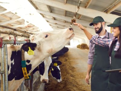 Süt Sığırı Yetiştiricisi  Eğitimi Sertifikası